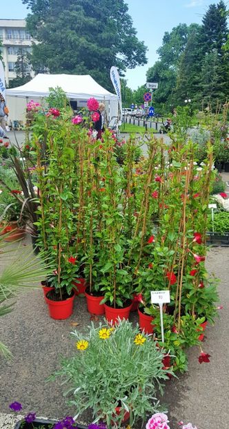  - v TARGUL DE FLORI de la FACULTATEA DE AGRICULTURA 17 19 MAI 2010