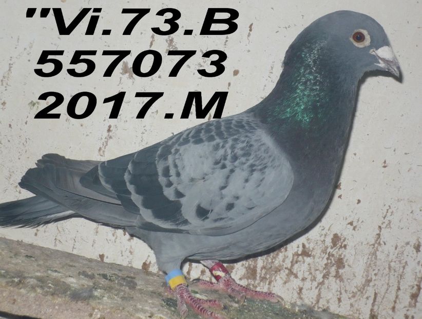 2017.557073. BUN - 2 MATCA 2019