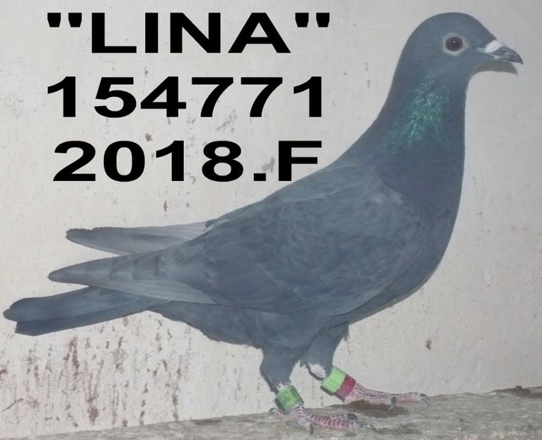 .2018.154771.+F - Copy (2) - 2 MATCA 2019