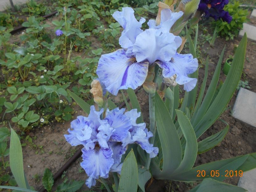 Broken Patern - 2Irisi 2019