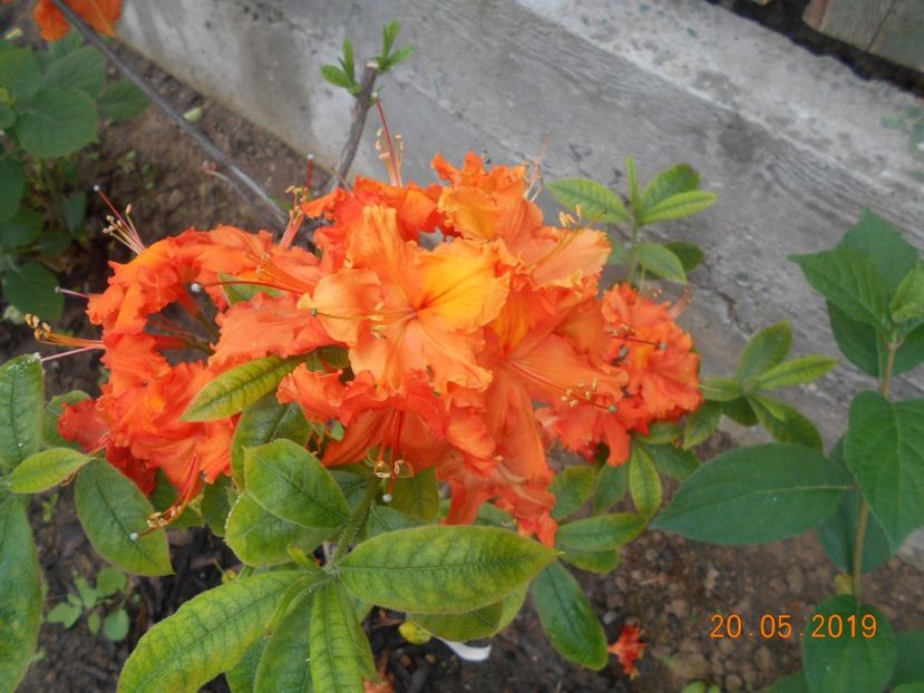  - 2Azalee-rhododendroni-hortensii-hoste 2019