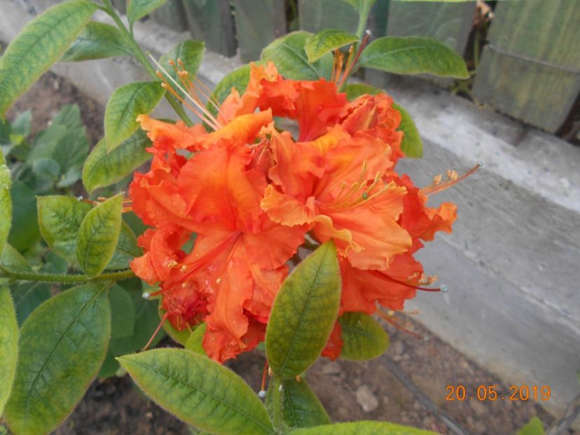 Azalea Gibraltar - 2Azalee-rhododendroni-hortensii-hoste 2019