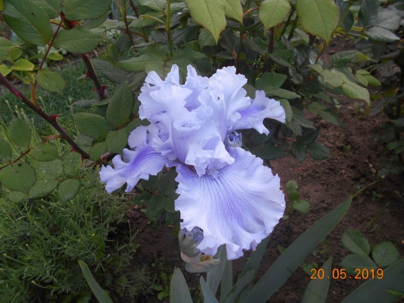 Ascent of Angel - 2Irisi 2019