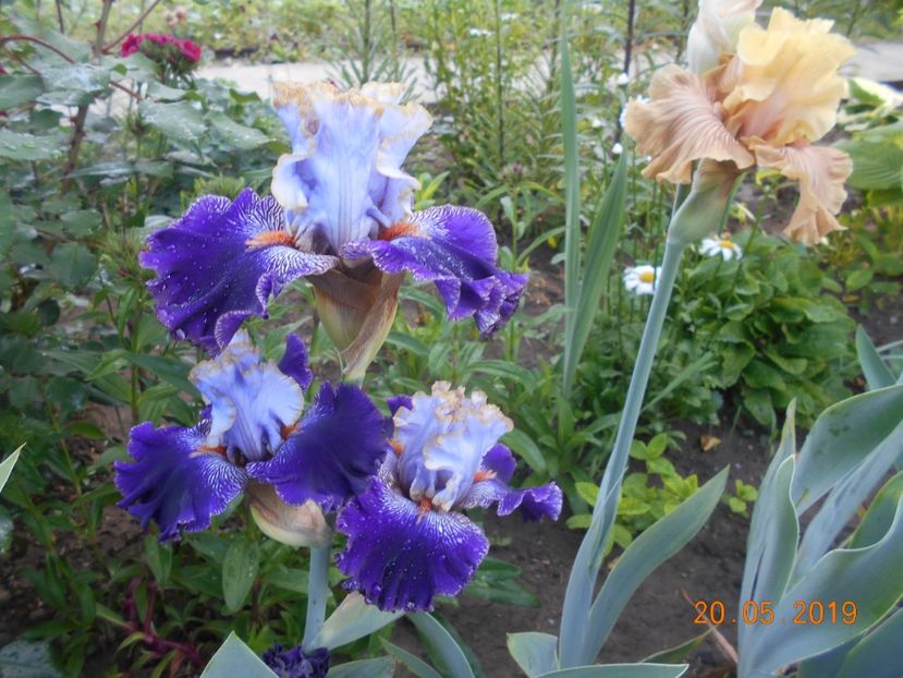 Bratislavan Prince si Just Crazy - 2Irisi 2019