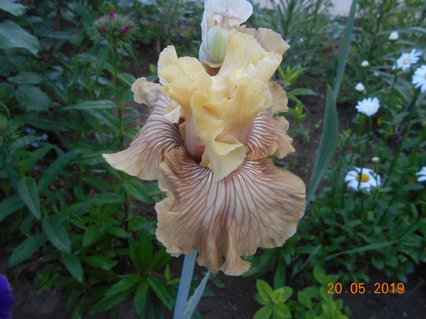 Just Crazy - 2Irisi 2019