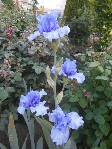 Tokatee Falss - 2Irisi 2019