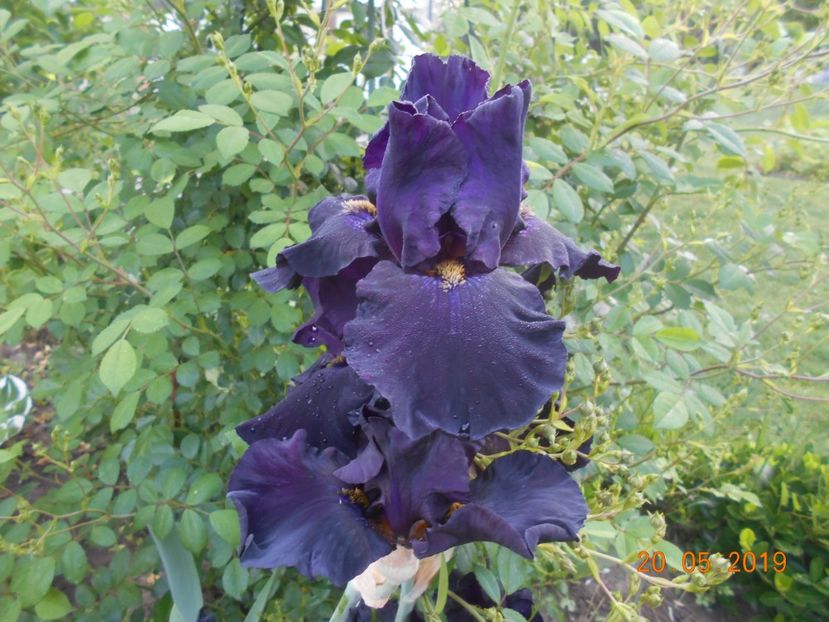 Old Black Magic - 2Irisi 2019