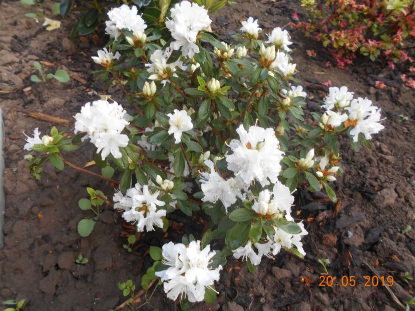  - 2Azalee-rhododendroni-hortensii-hoste 2019