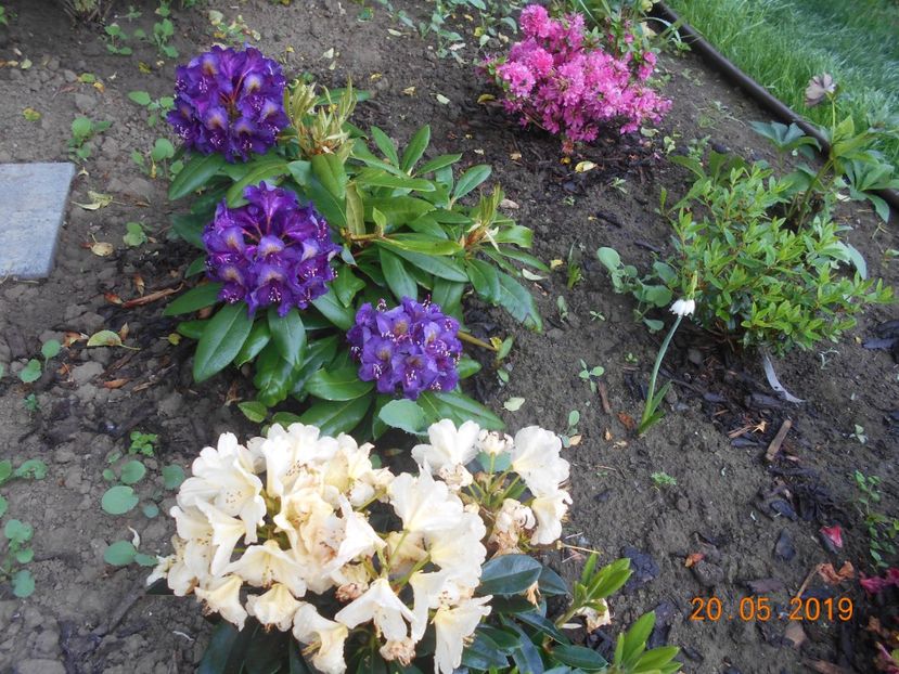  - 2Azalee-rhododendroni-hortensii-hoste 2019