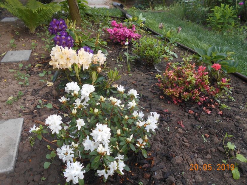  - 2Azalee-rhododendroni-hortensii-hoste 2019