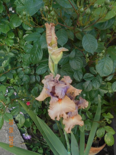 Tempesto - 2Irisi 2019