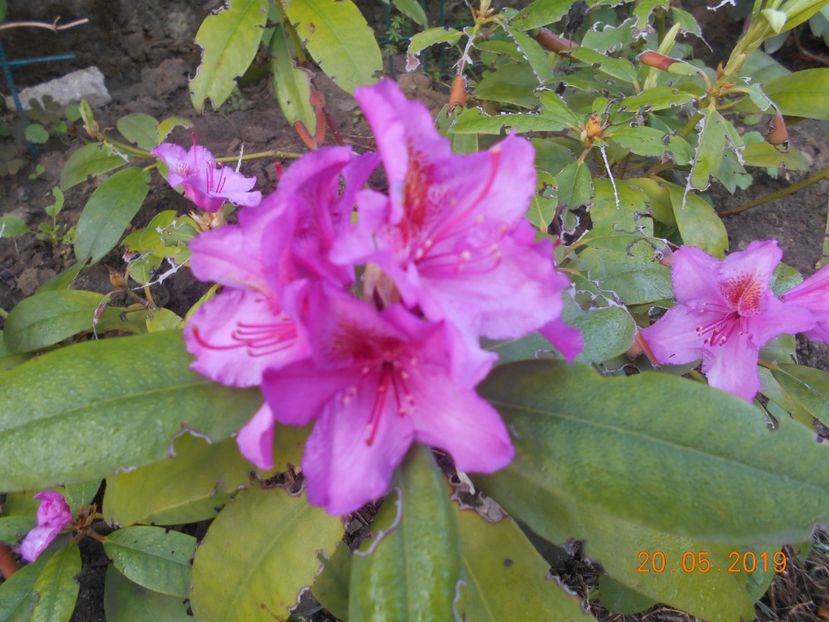 FN - 2Azalee-rhododendroni-hortensii-hoste 2019