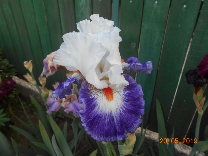 Gypsy Lord - 2Irisi 2019