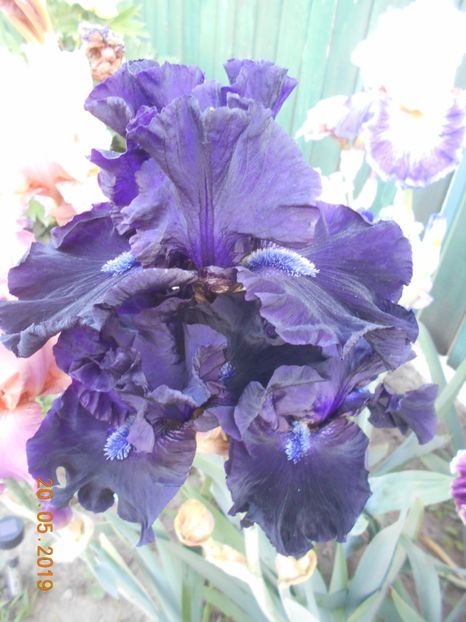 Obsidian - 2Irisi 2019