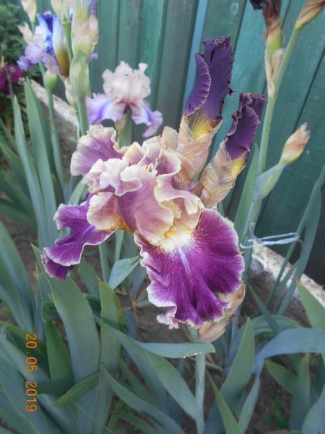 Montmartre - 2Irisi 2019