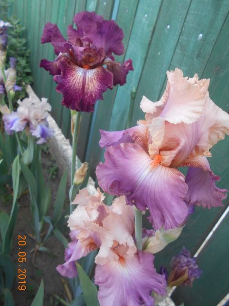 Indiscret si Sweet Musette - 2Irisi 2019