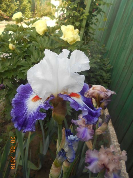 Gypsy Lord - 2Irisi 2019