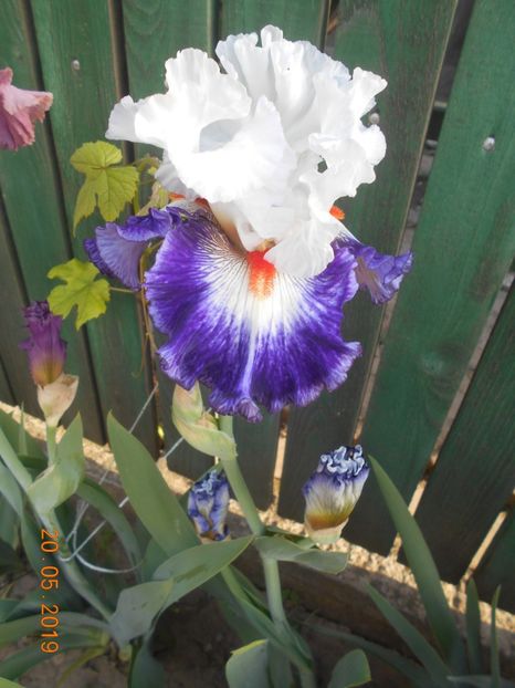 Gypsy Lord - 2Irisi 2019