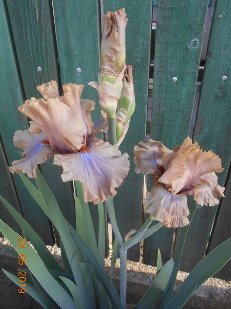 Coffe Trader - 2Irisi 2019