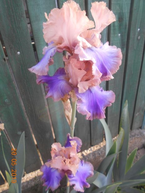 Florentine Silk - 2Irisi 2019