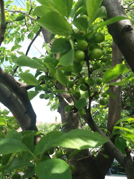 prun de vara in bistrit - Fructe 2019 MAI