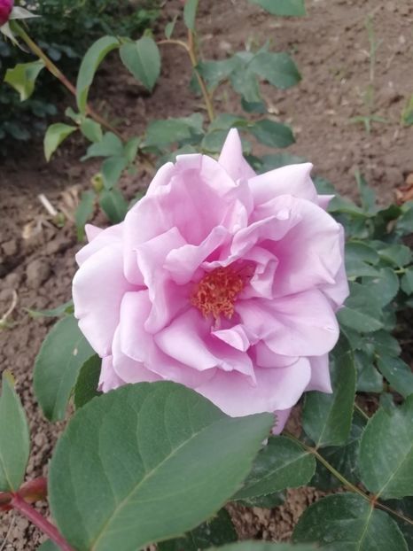 2019-20.05 - Charles du Gaulle