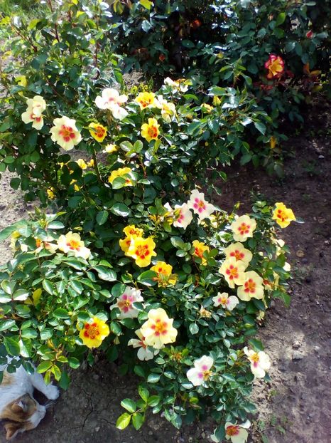  - curtea cu toate cele 2019