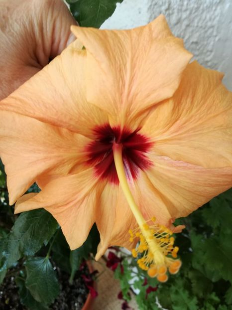  - hibiscus