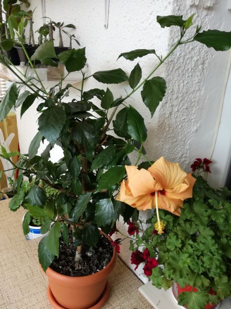  - hibiscus