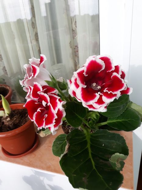  - gloxinii_2019