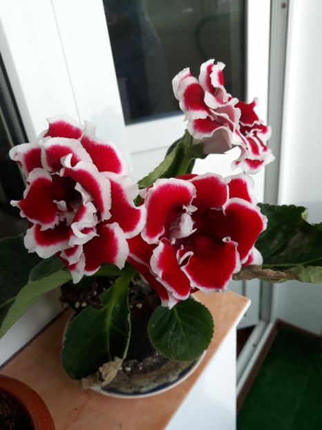  - gloxinii_2019