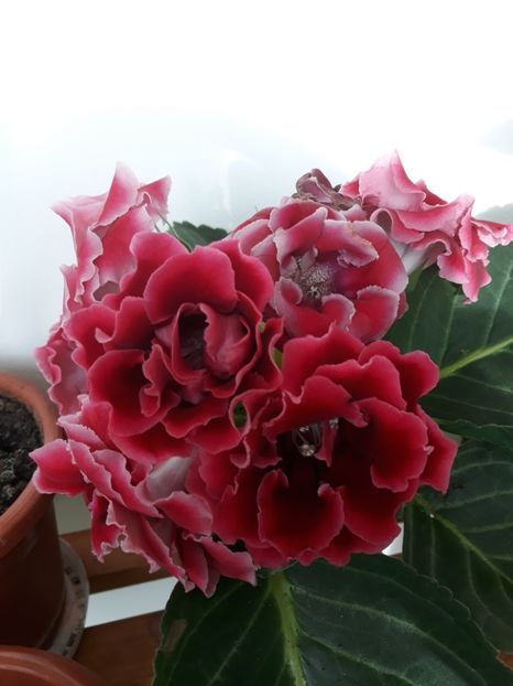 - gloxinii_2019