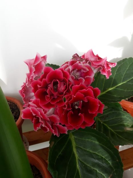  - gloxinii_2019