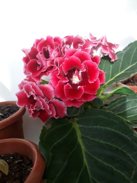 - gloxinii_2019