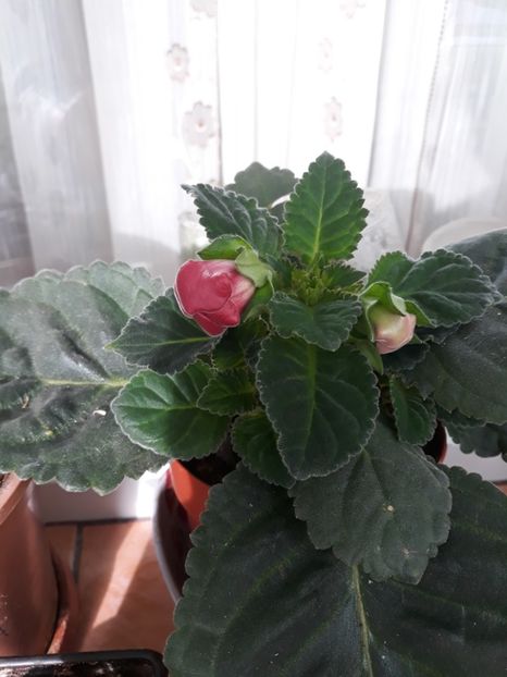  - gloxinii_2019