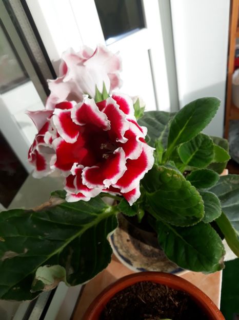  - gloxinii_2019