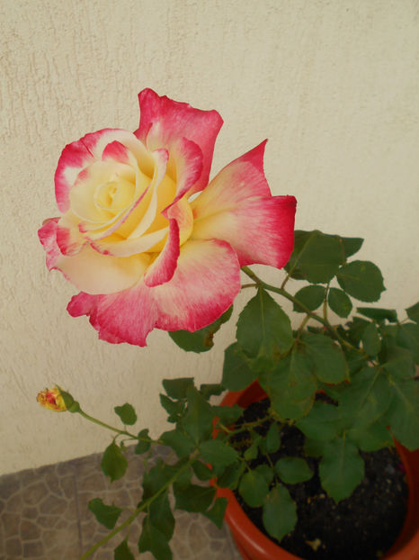  - 05___FLORI 2019