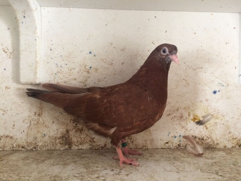 755419 - 2-lot zbor pana simpla 2019