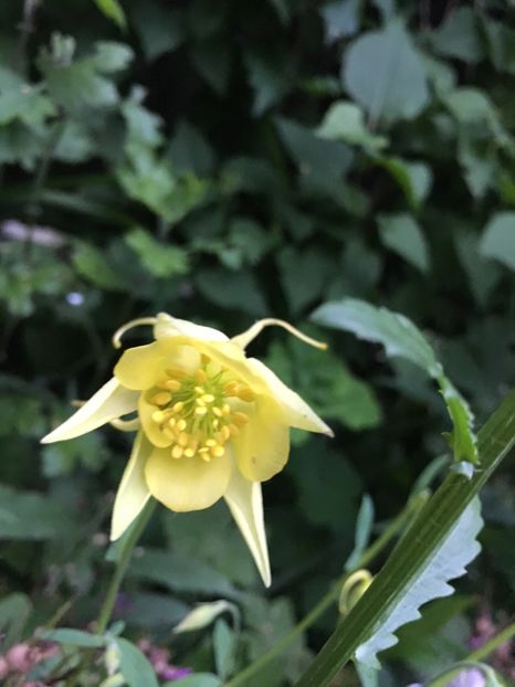 0935387D-E467-4E0E-B151-90DFD259254D - Caldaruse 2019