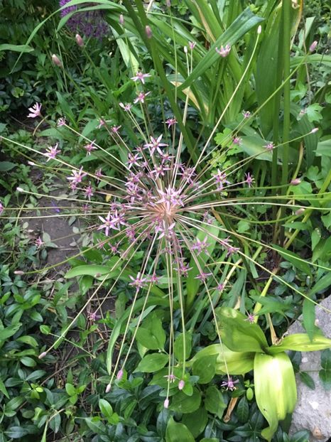 322B8559-1B47-4AEE-837E-215FF9DB94B3 - Allium ceapa decorativa