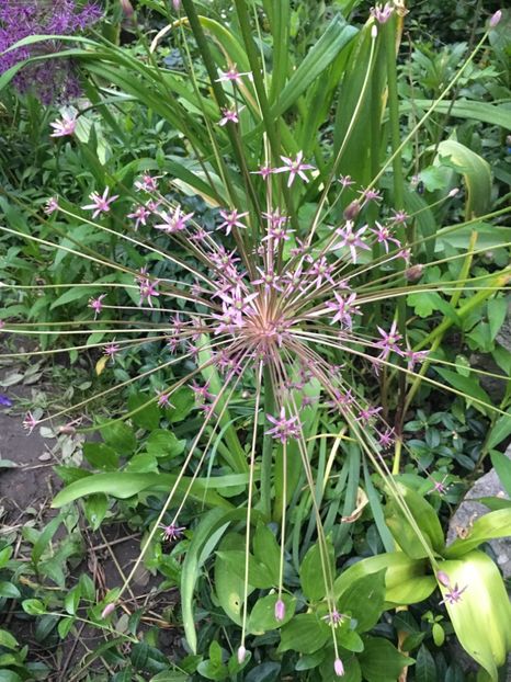 3CD35A43-E2EE-4815-8205-1068E93A4927 - Allium ceapa decorativa