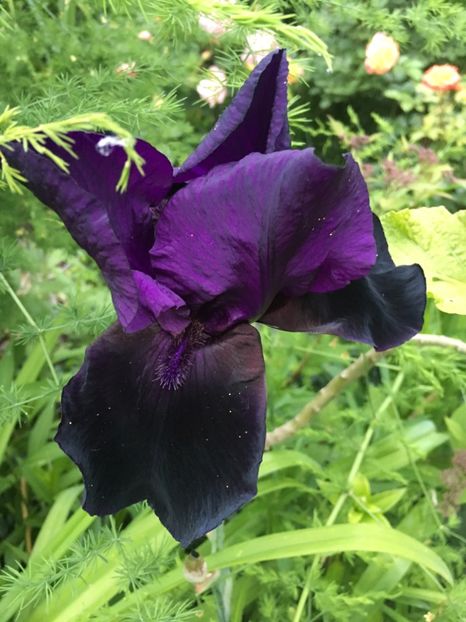 Black in black - Iriși 2019 2024