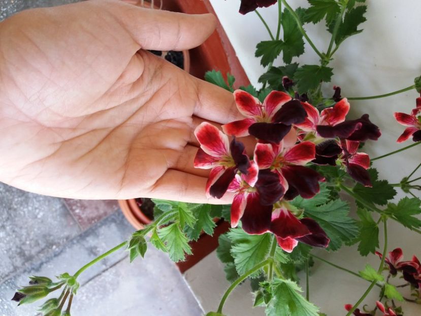  - MUSCATE SI PELARGONII