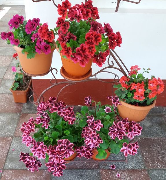 Pelargonii - MUSCATE SI PELARGONII