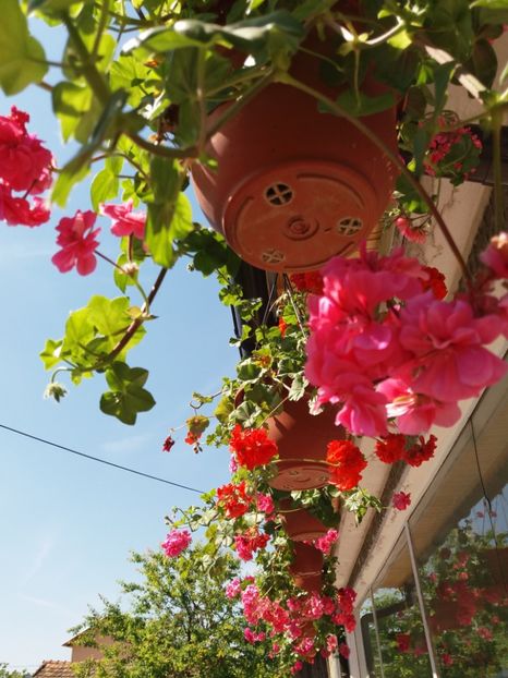 Muscate Curgatoare - MUSCATE SI PELARGONII