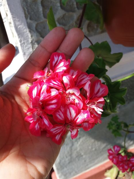 Muscata2 - MUSCATE SI PELARGONII