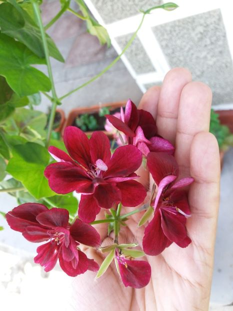 Muscata3 - MUSCATE SI PELARGONII