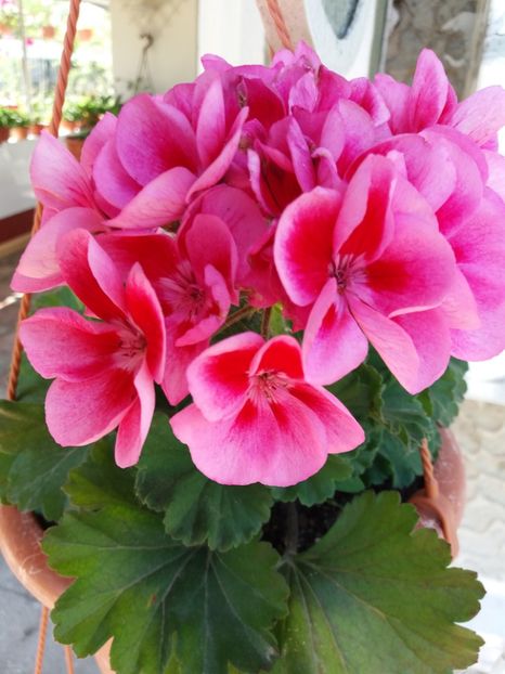 Muscata4 - MUSCATE SI PELARGONII
