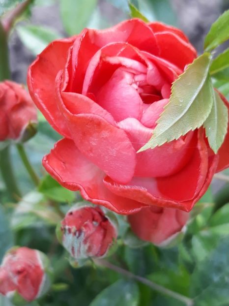 - Rose 2019