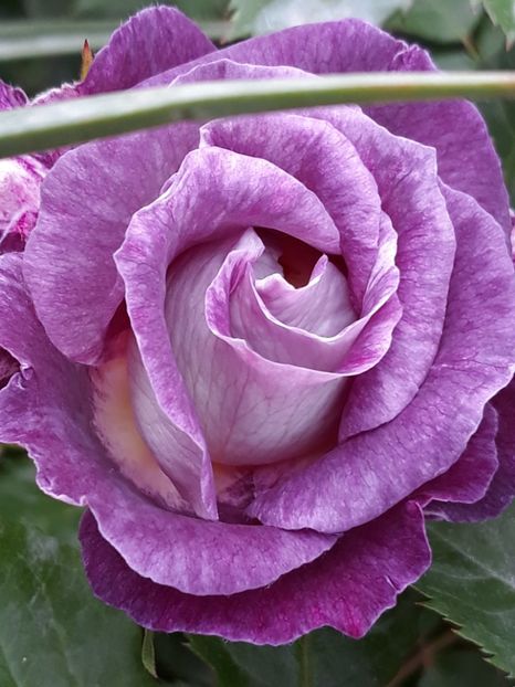  - Rose 2019